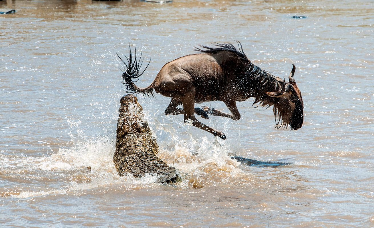 iStock_Tanzania_Serengeti_MigrationRiverCrossing1