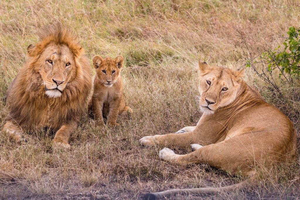 lions-family-1024x682